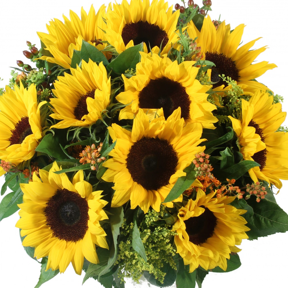 zonnebloemen